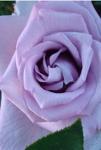 Розы Алтайские плетистые Сирень