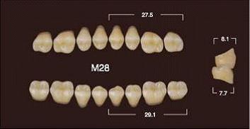 Частичный гарнитур 8шт. Жевательные верхние A4 M28