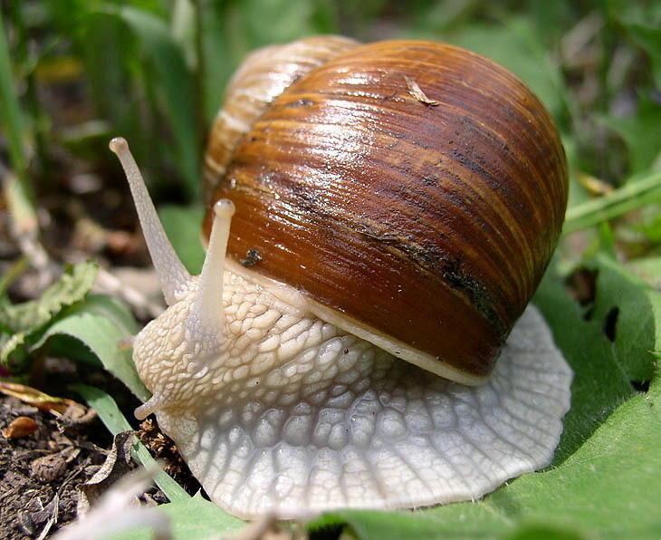 Улитки замороженные, Виноградная улитка Helix pomatia