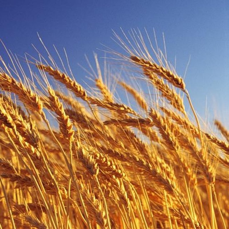 Семена Пшеницы озимой - ЭС
