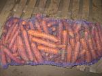 Покупаем оптом морковь хорошего качества