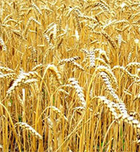 Яровая пшеница, Яровая пшеница Тулайковская 10, Яровая пшеница Тулайковская, пшеница яровая, пшеница яровая Туйлаковская.