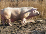 Кормовые добавки для взрослого поголовья свиней