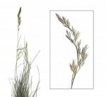 Овсяница красная - Festuca rubra