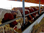 Продукция животноводства