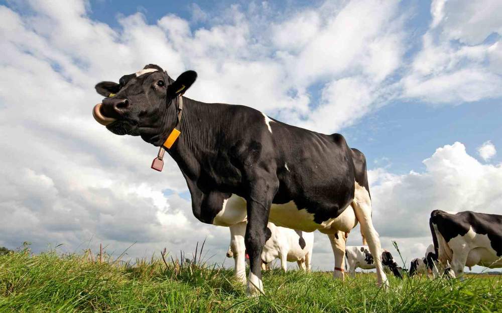 Добавка кормовая БВМД 61-1П (к) 25% для высокопродуктивных коров (удой 6-7 тыс. кг) в пастбищный период