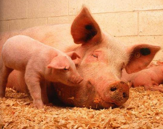 Добавка кормовая БВМД 10 (с) 20% для подсосных свиноматок