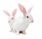 Маточное поголовье кроликов мясной гибридной породы - Hy-Plus