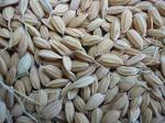 Семена риса