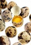 Перепелиные яйца обычные