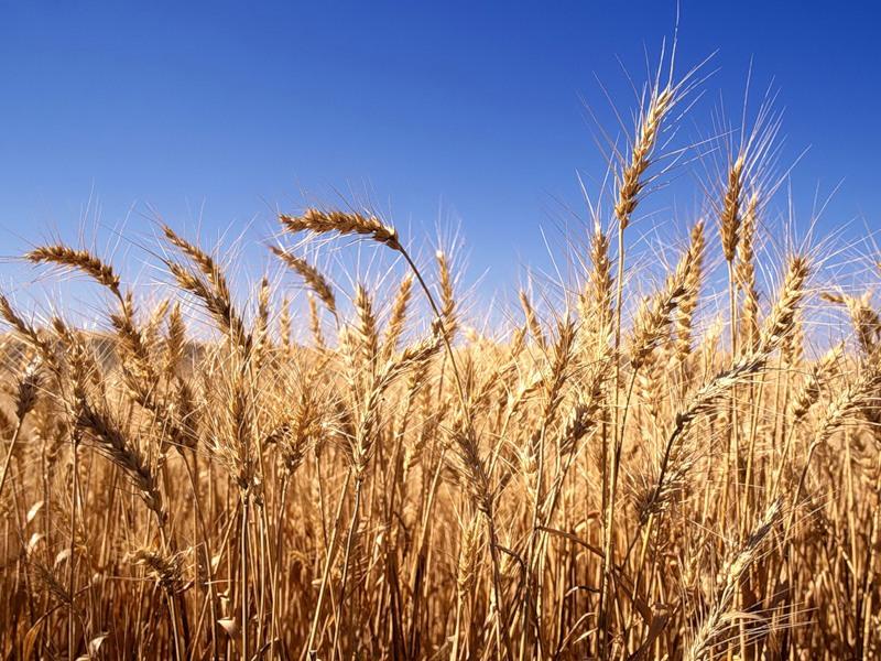 Пшеница кормовая