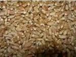 Озимая пшеница сорта Немчиновская 3 класс