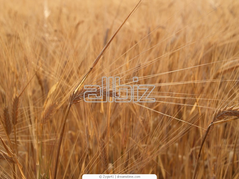 Культуры зерновые