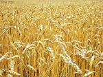 Зерновые культуры Пшеница