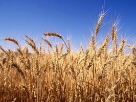 Пшеница продовольственная 4кл. ГОСТ РФ Р52554-2006,