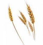 Мука и продукция переработки / Мука пшеничная общего назначения