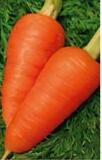 семена моркови Каротель