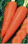 семена моркови Королева осени