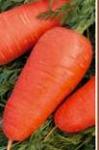 семена моркови Шантенэ 2461