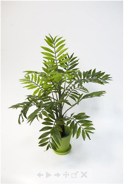 Декоративное растение Хамедорея