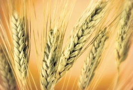 Зерно пшеница 3 класс
