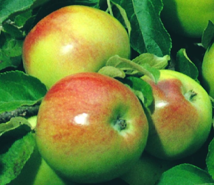 Яблоки зимних сортов из Белорусии