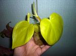 "Филодендрон "Philodendron scandens f. aureum"