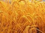 Твердая пшеница