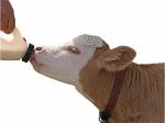 Белково-витаминно-минеральный концентрат для коров Кауфит 10