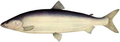 Северная рыба Нельма с/м (1,0-2,5кг.)