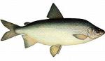 Северная рыба Муксун с/м (0,8-1,3кг.)