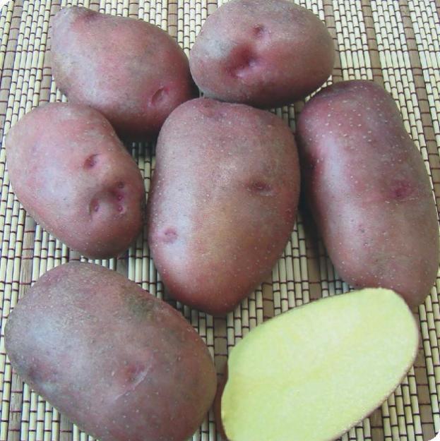 Семеной картофель (розара, гала, каратоп)