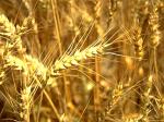 Пшеница воздушная
