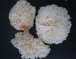 Грибы белые сухие кораллы