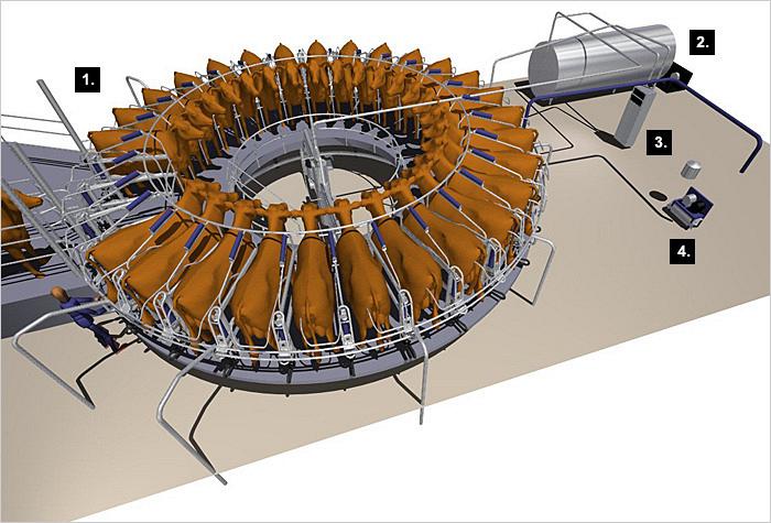 Доение в роторном доильном зале