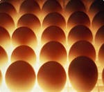 Яйца инкубационные Фаворит