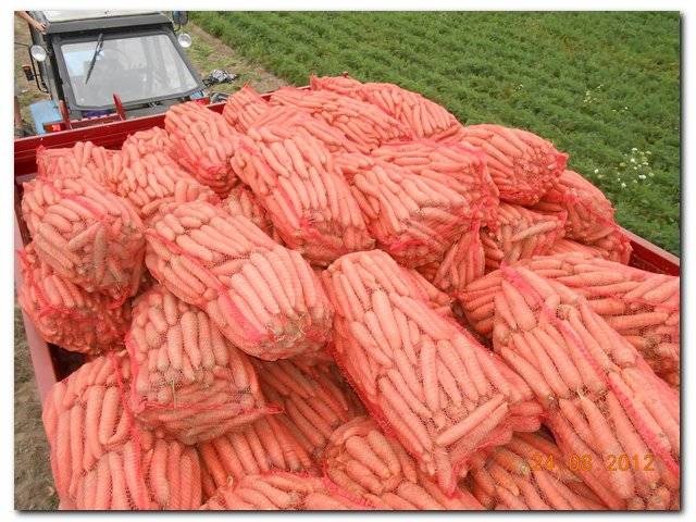 Морковь оптом от 8,5 руб