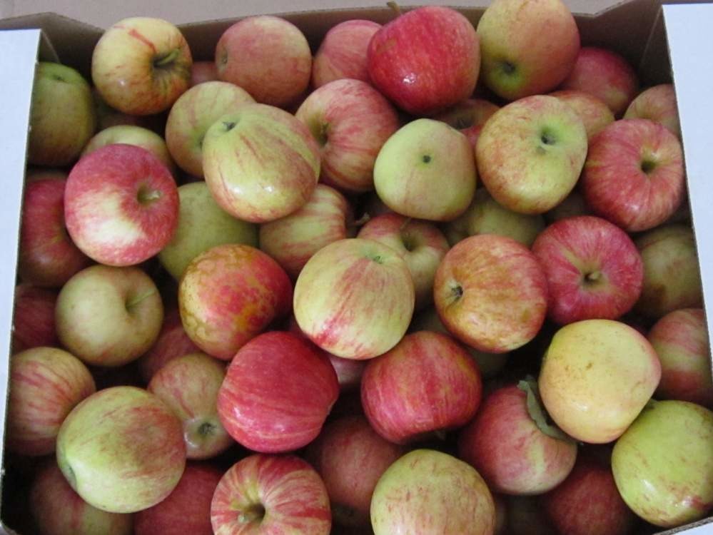 свежие яблоки и сливы
