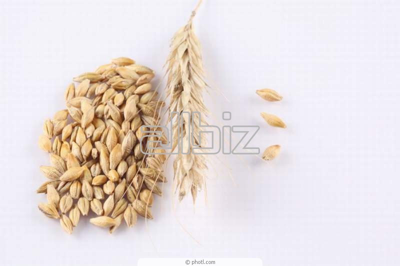 Овес зерно