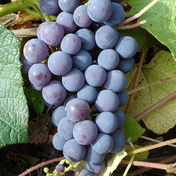 Виноград плодовый Левокумский устойчивый