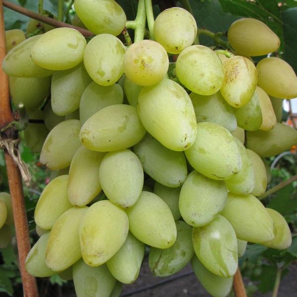 Виноград плодовый Мускат Ливадии
