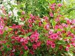 Вейгела цветущая Бристол Руби C1.5-2 h50