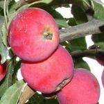 Яблоня Алтайское пурпуровое