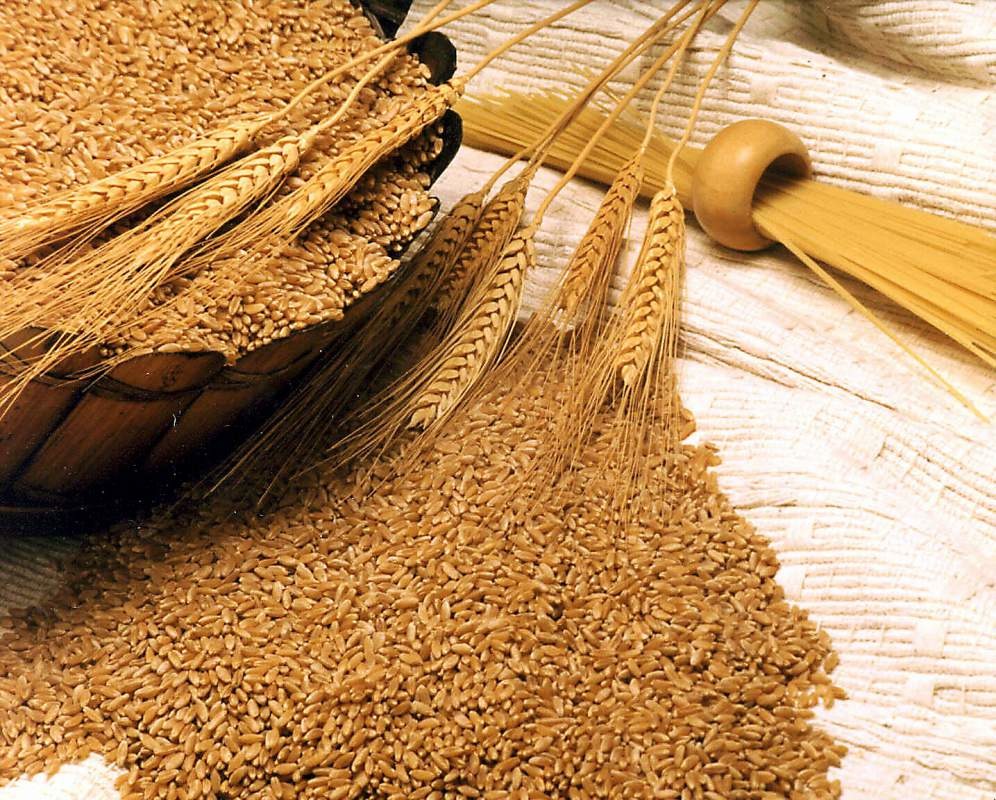 Пшеница оптом, из Казахстана и России, выгодные условия