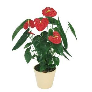Комнатное растение Антуриум Андрэ (цветок любви) в горшке