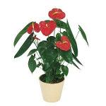 Комнатное растение Антуриум Андрэ (цветок любви) в горшке
