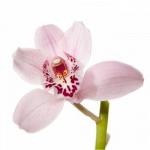 Букет из орхидей (цимбидиум & дендробиум)