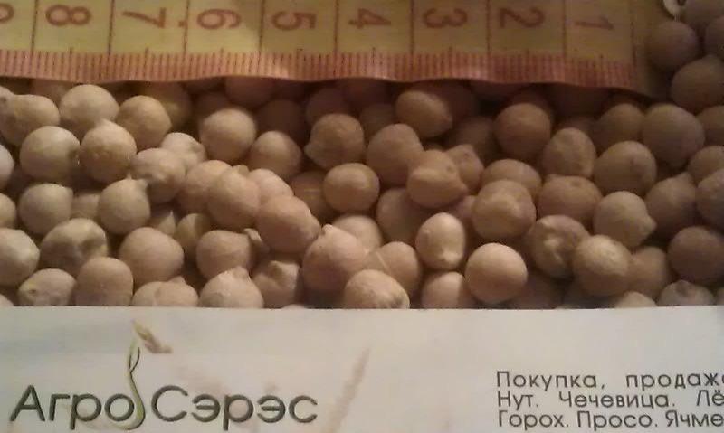 Нут продовольственный CHICKPEA