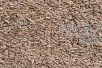 Зерно ржи для хлебопечения и проращивания 1 кг
