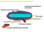 Биорасщепители Nano-cesclin2